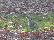 Un des nombreux cureuils du parc